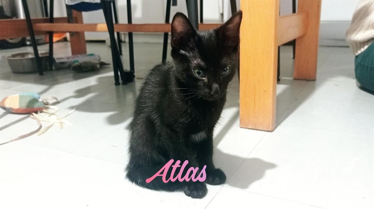 atlas (réservée)