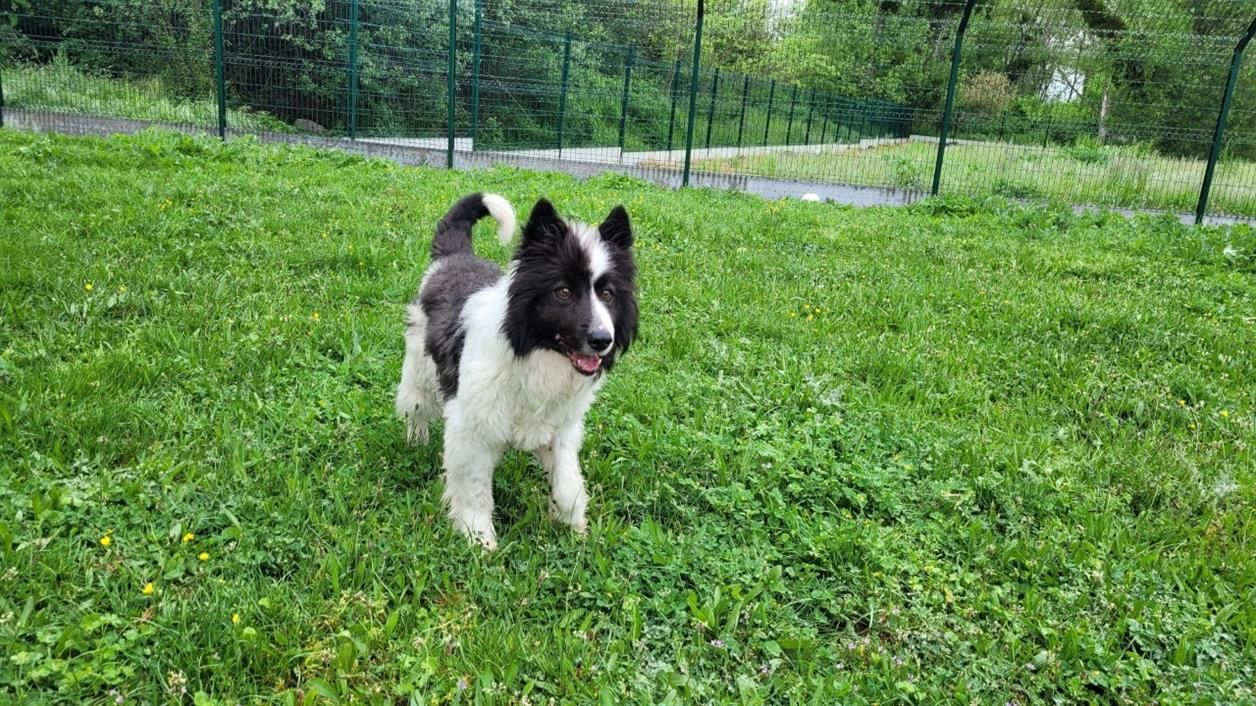 Adoption de Loulou: Indéfinie chien border collie, région Auvergne ...
