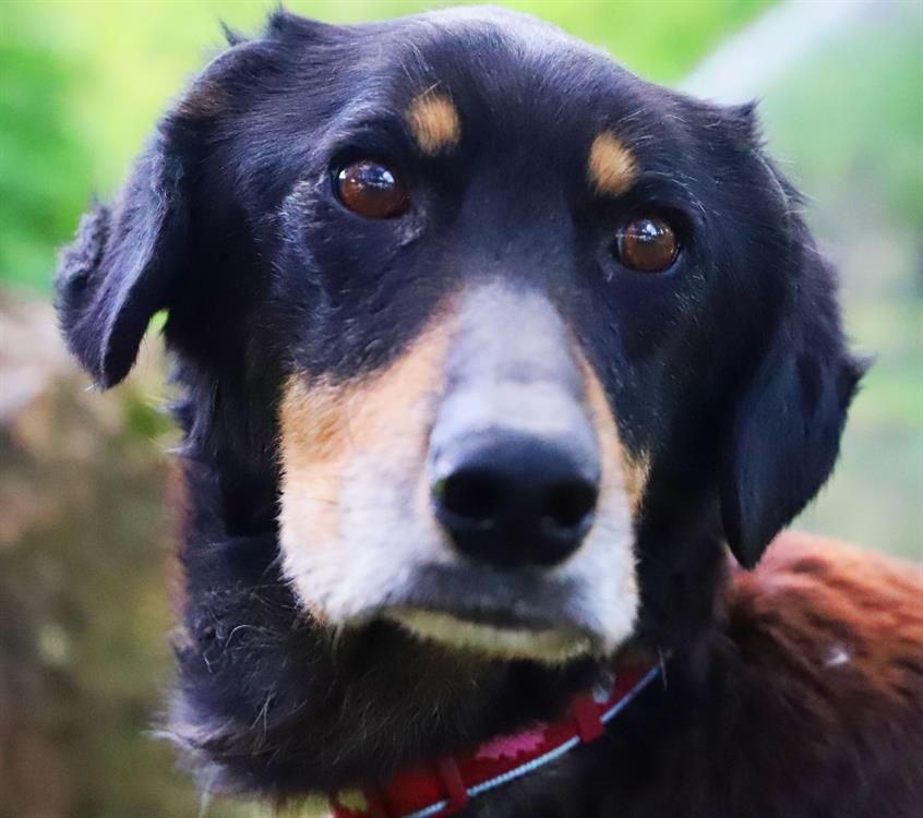 Adoption de India: Indéfinie chien chien croise, région Centre-Val de Loire