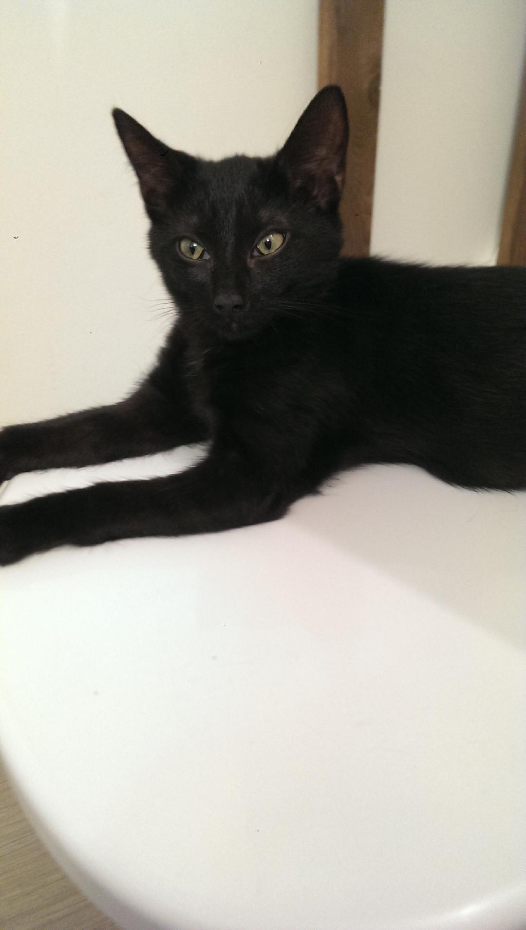 2 chatons noirs de 3,5 mois, un mâle et une femelle