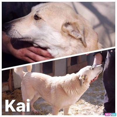 KAIi - x 9 ans (depuis chiot au refuge)  Asso Datcha (Moldavie) 5bfead4880f7f298788697
