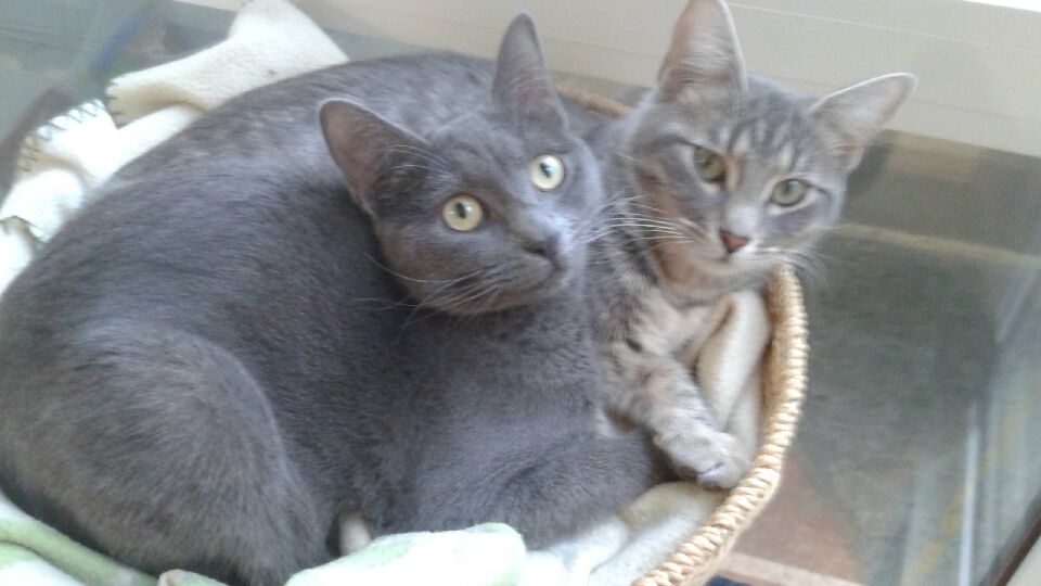LOLA et LILI deux chatonnes inséparables