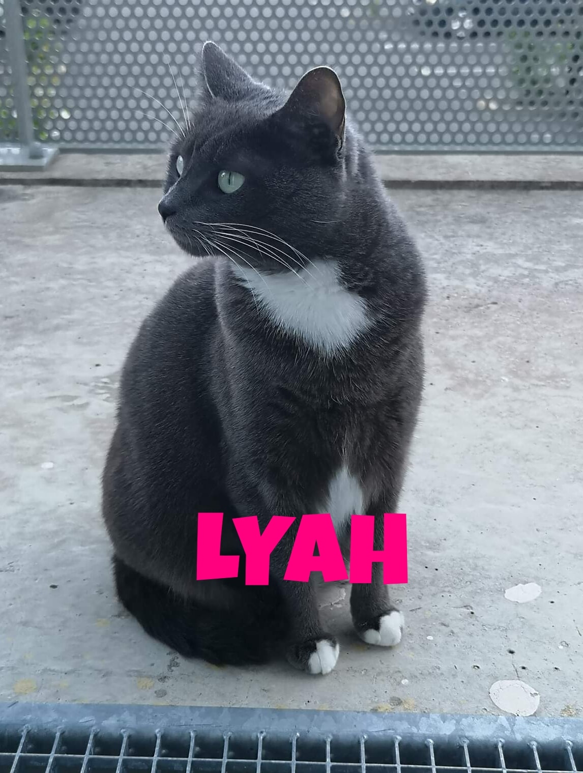 Lyah
