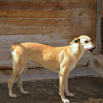 LUBIA (adoptable France et pays limitrophes)