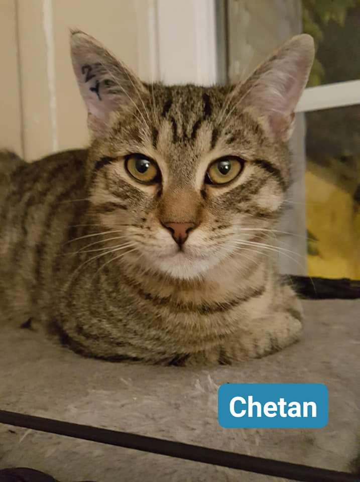 Chetan