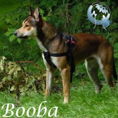 BOOBA, x husky staff