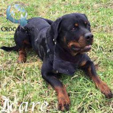 ICARE, adorable rottweiler