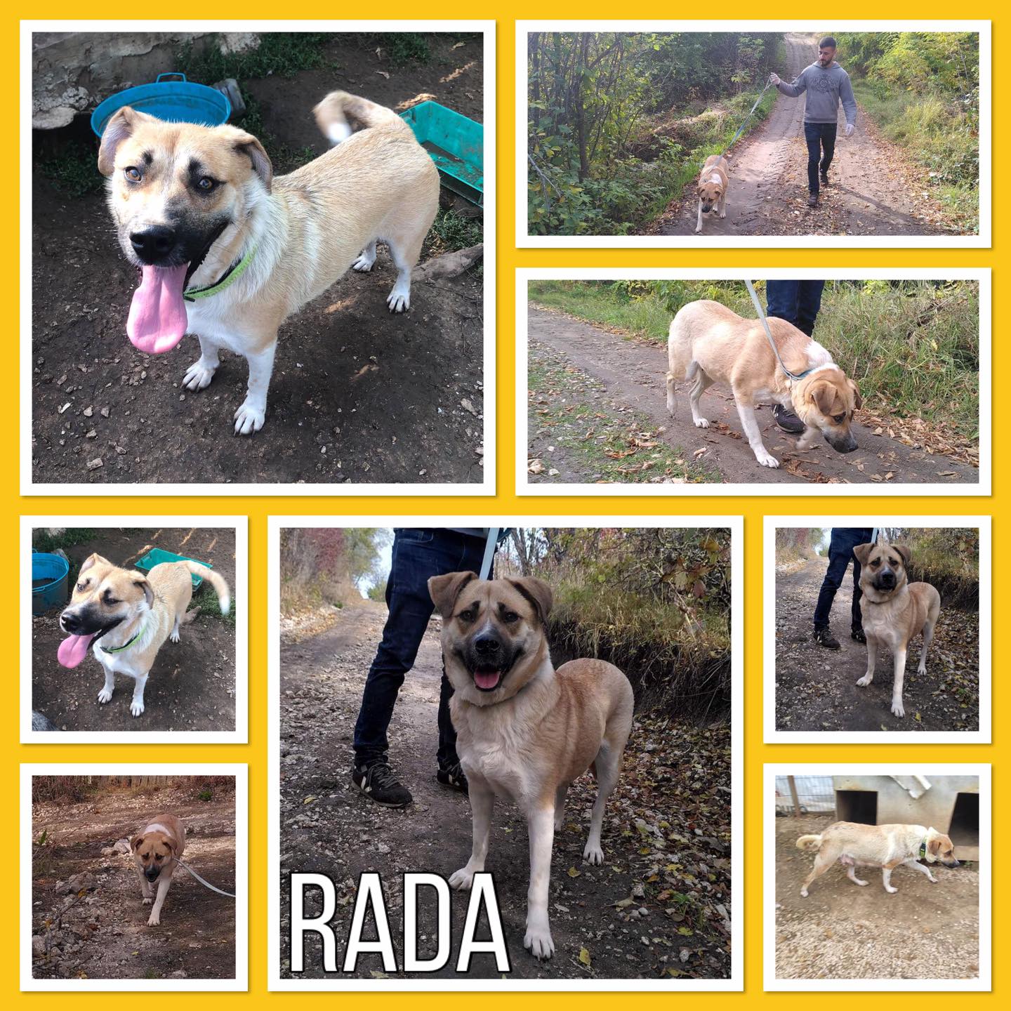 RADA - x labrador 4 ans - Asso Datcha (Moldavie) 61a77306a63d4902537214