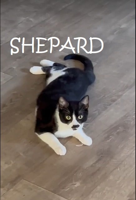 SHEPARD