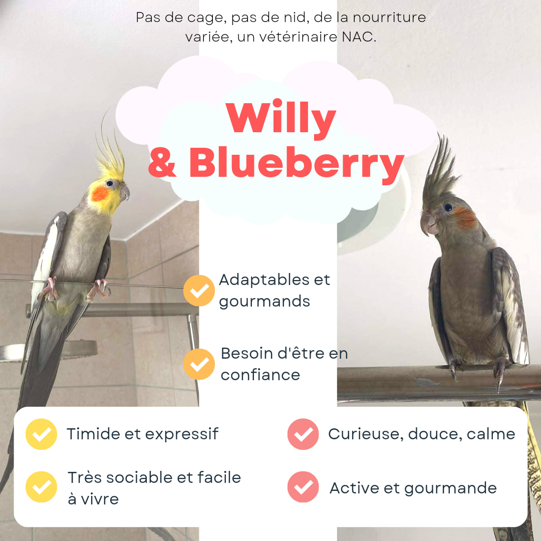 Willy et Blueberry