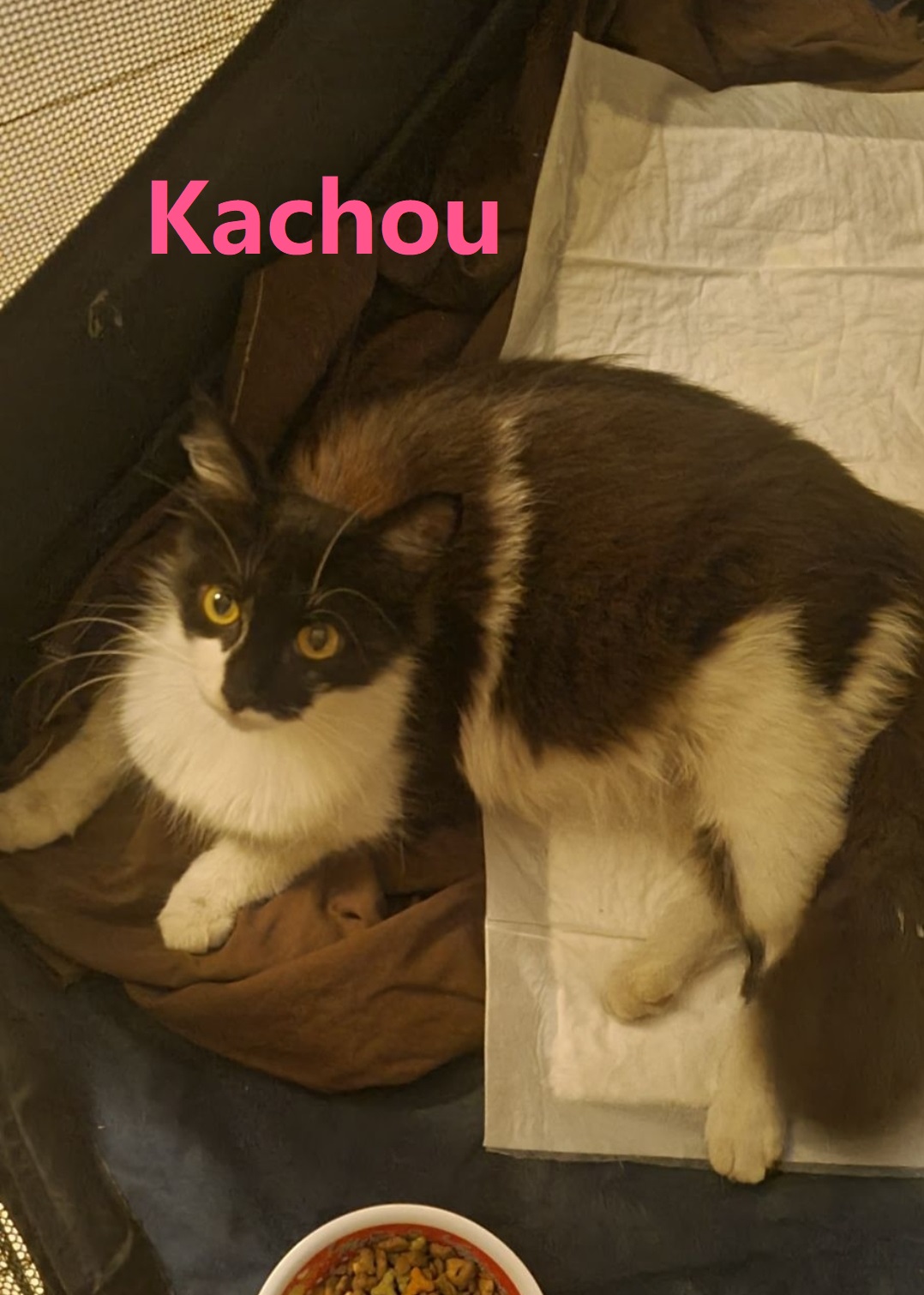 Kachou