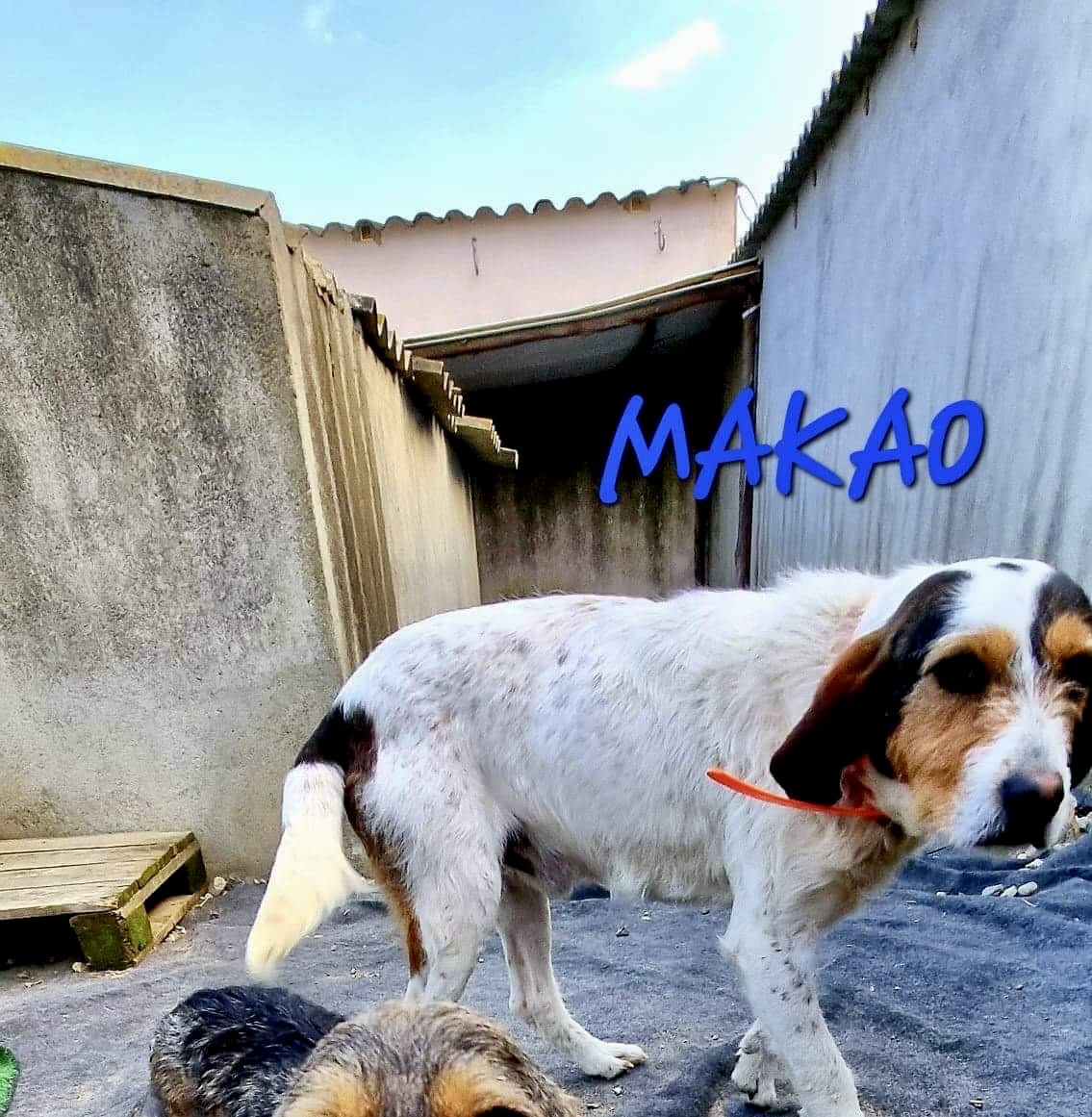 MAKAO - griffon 4 ans - I Cani Corsi à Aleria (Corse) 62d120705474f031294256