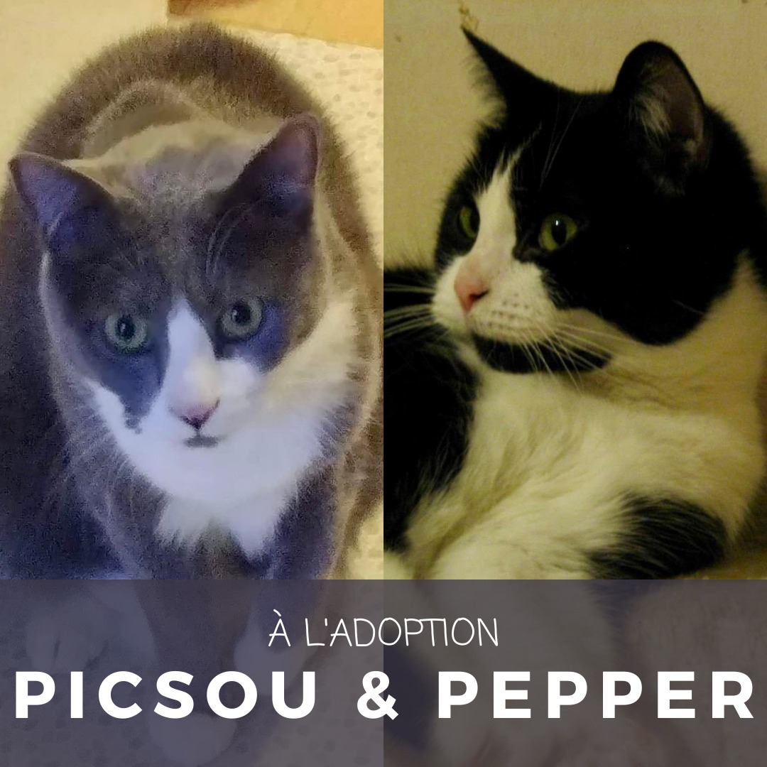 Picsou & Pepper