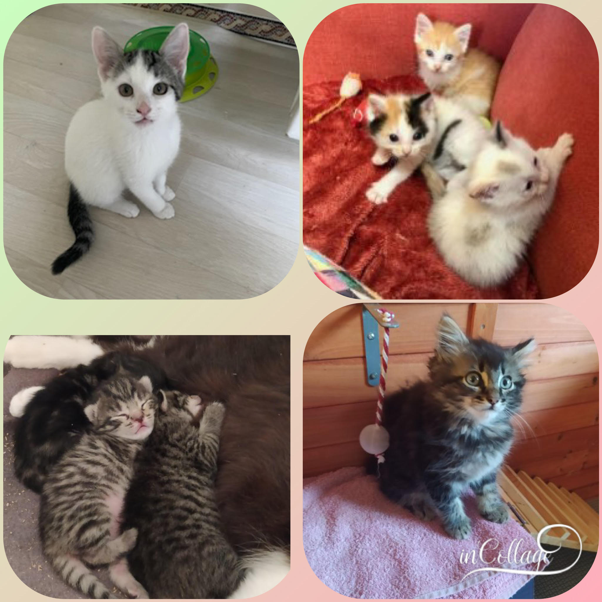 40 chatons à adopter !