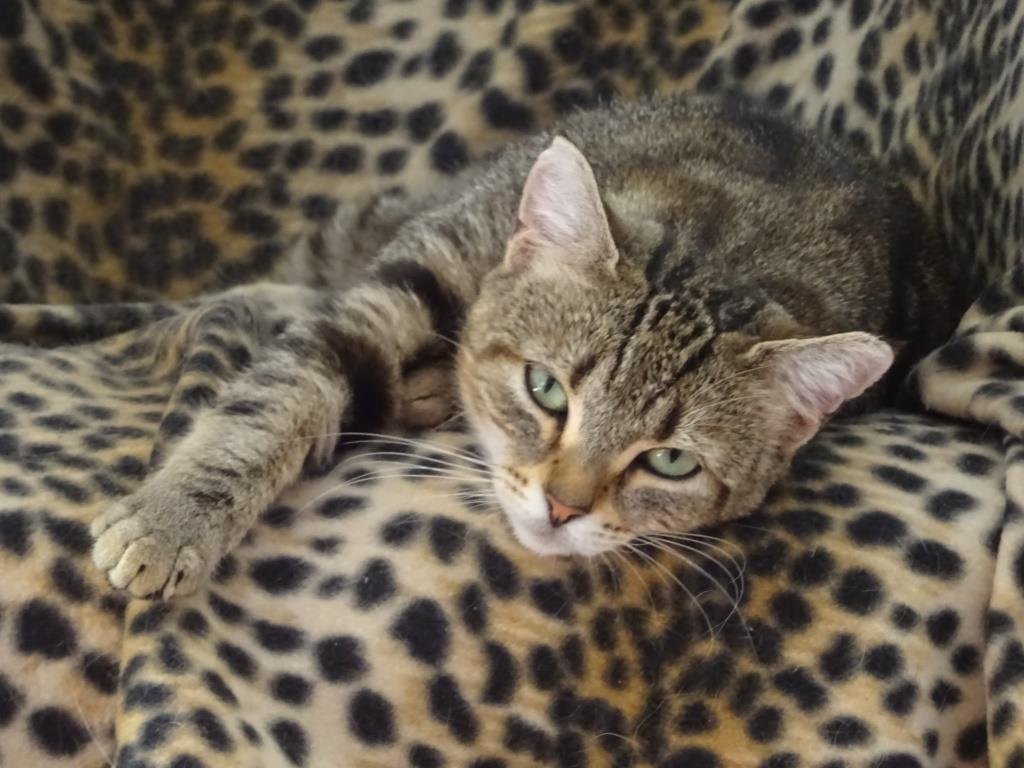 Félina, adorable Chatte grise/marron tigrée