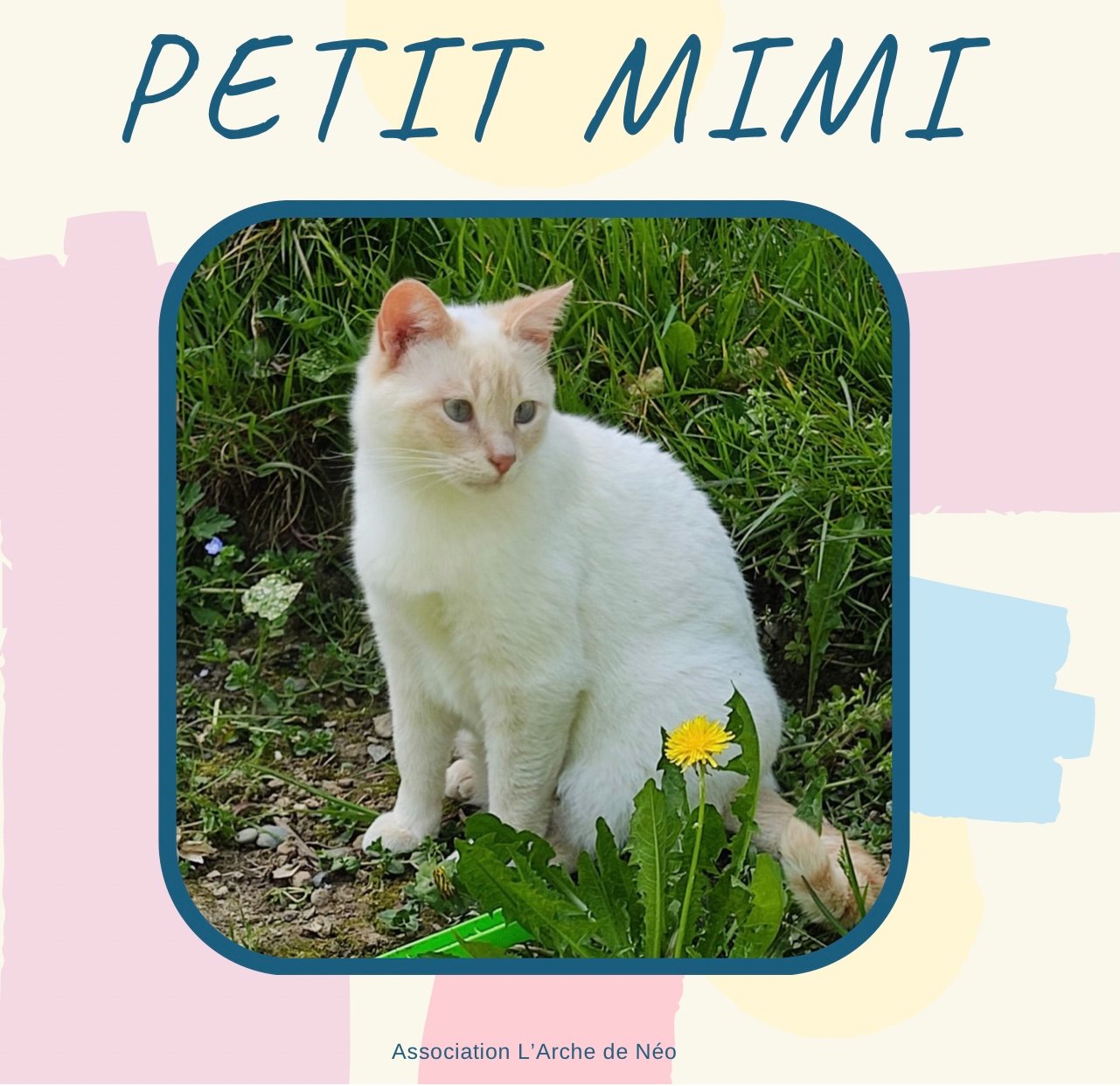 Petit Mimi
