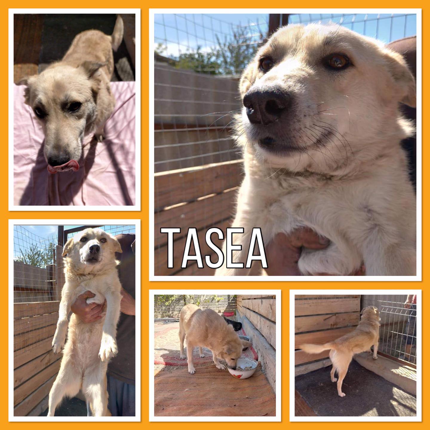 TASEA - 5 ans - Asso Datcha (Moldavie) 634477fe6b2d4328827399