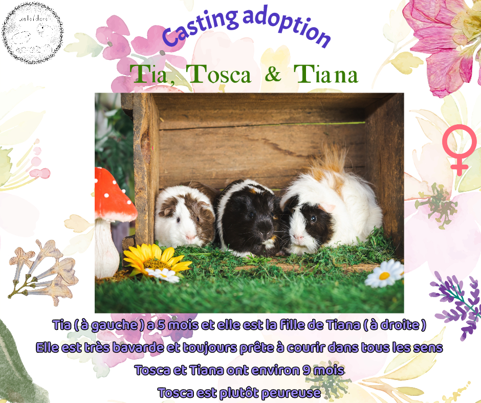 Tia, Tosca et Tiana
