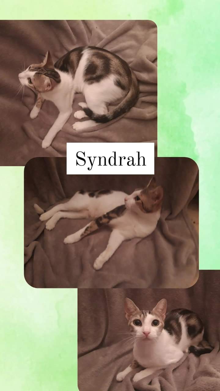 Syndrah