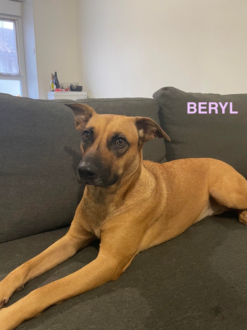 BERYL, femelle croisé créole NON-LOF