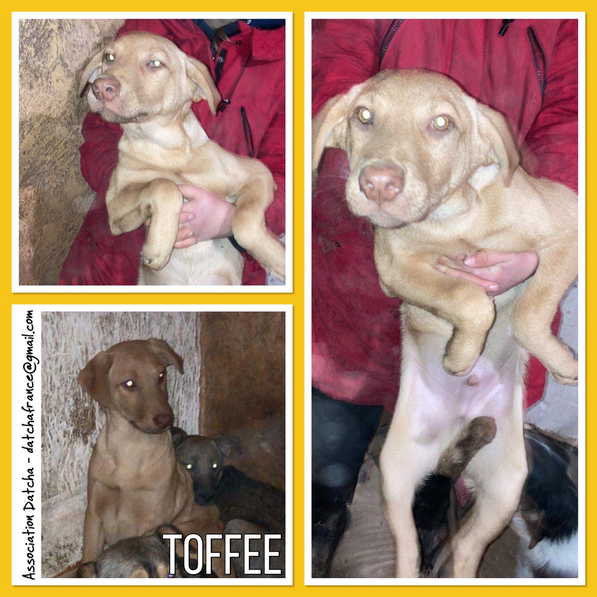 TOFFEE