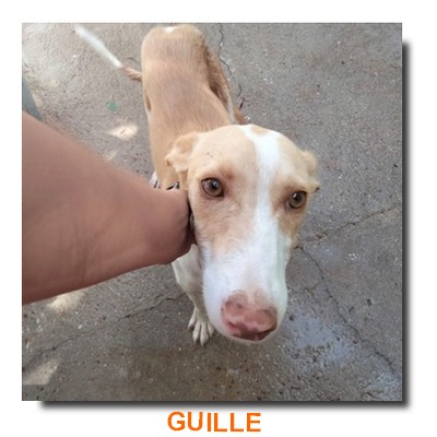 GUILLE