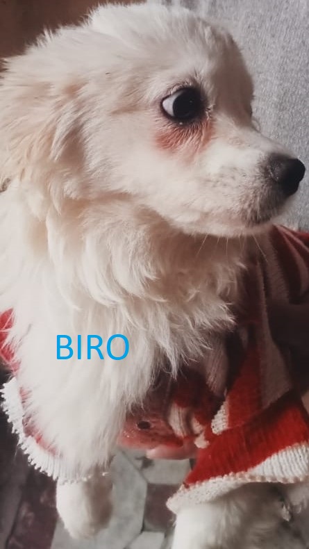 BIRO