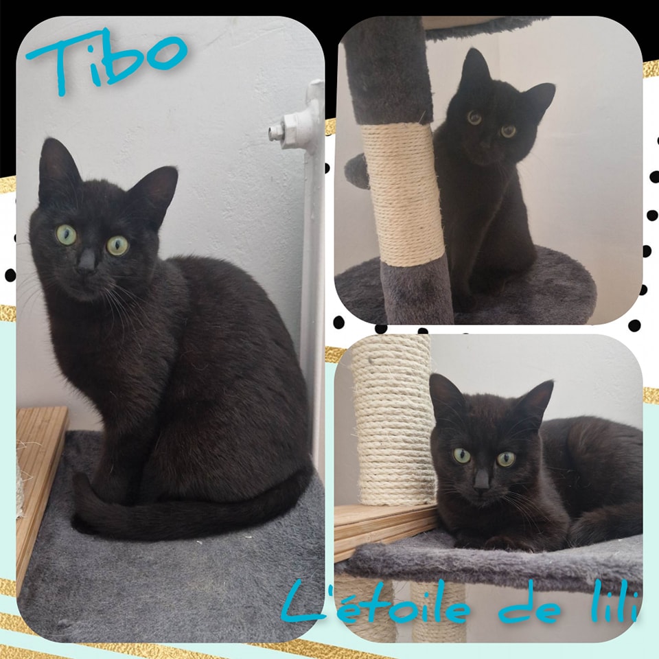 Tibo