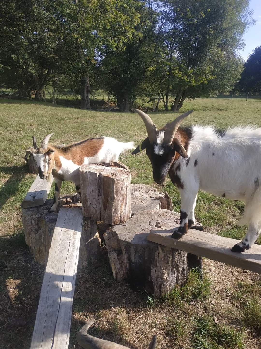 Oryx et Padrig