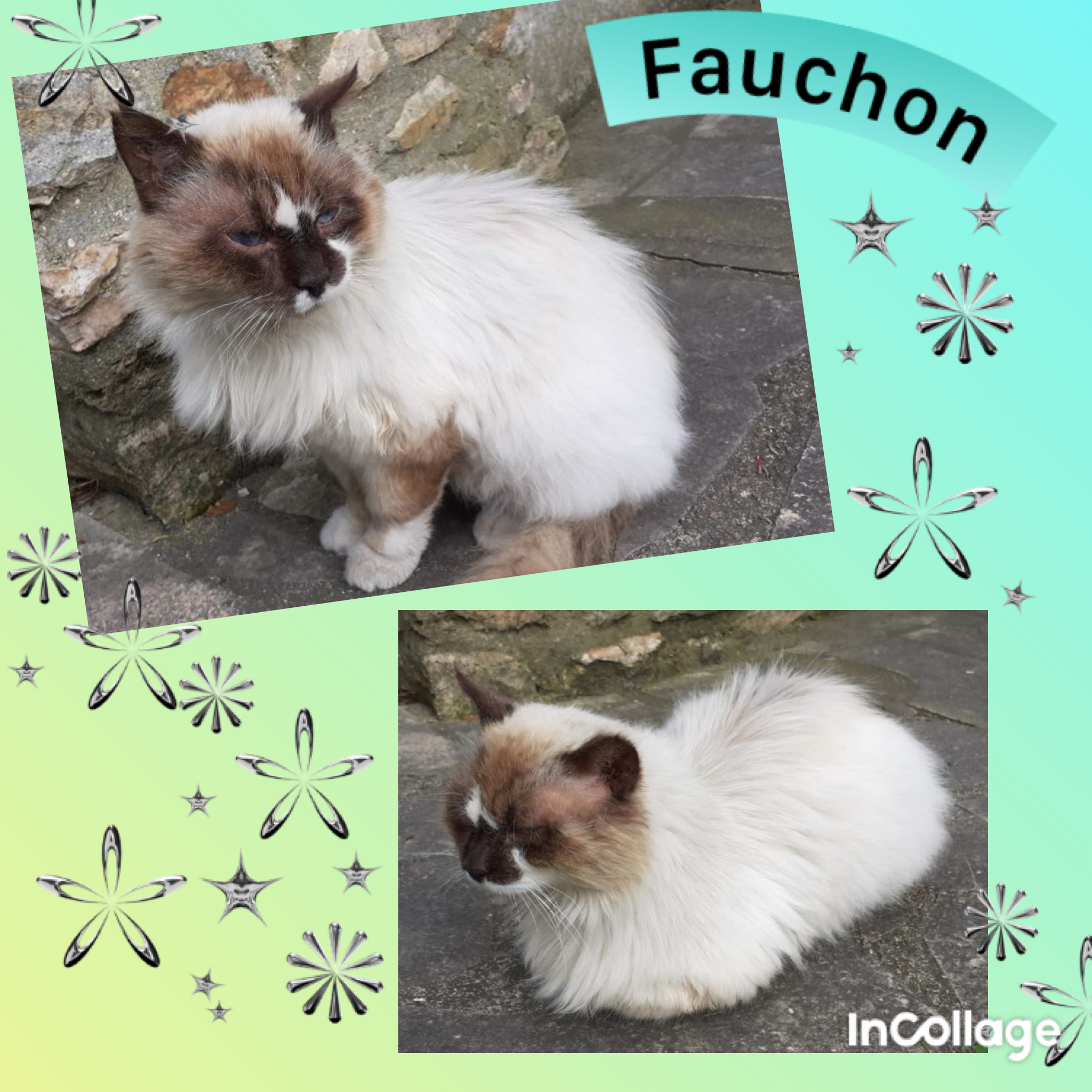 Fauchon : FA ou adoption. URGENCE !
