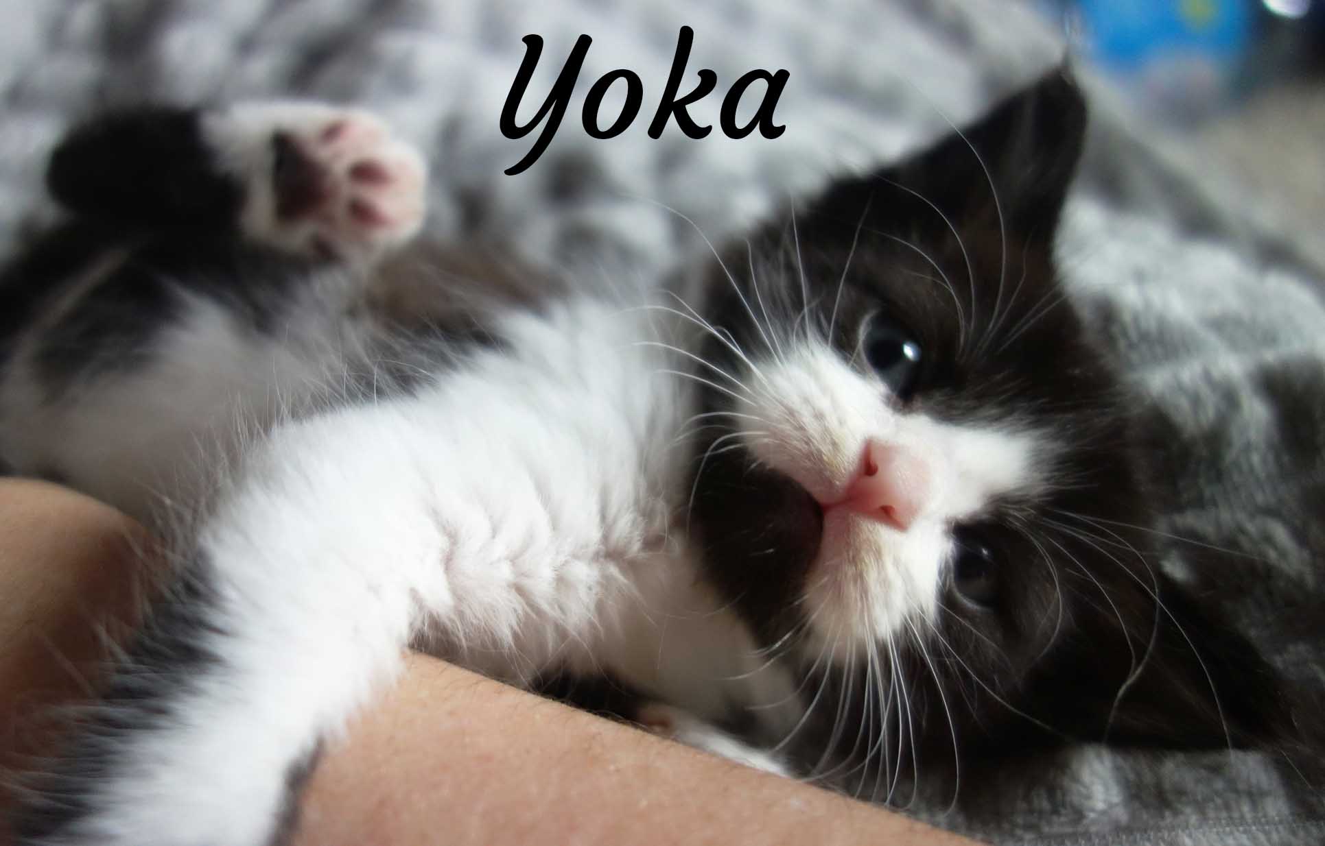 YOKA