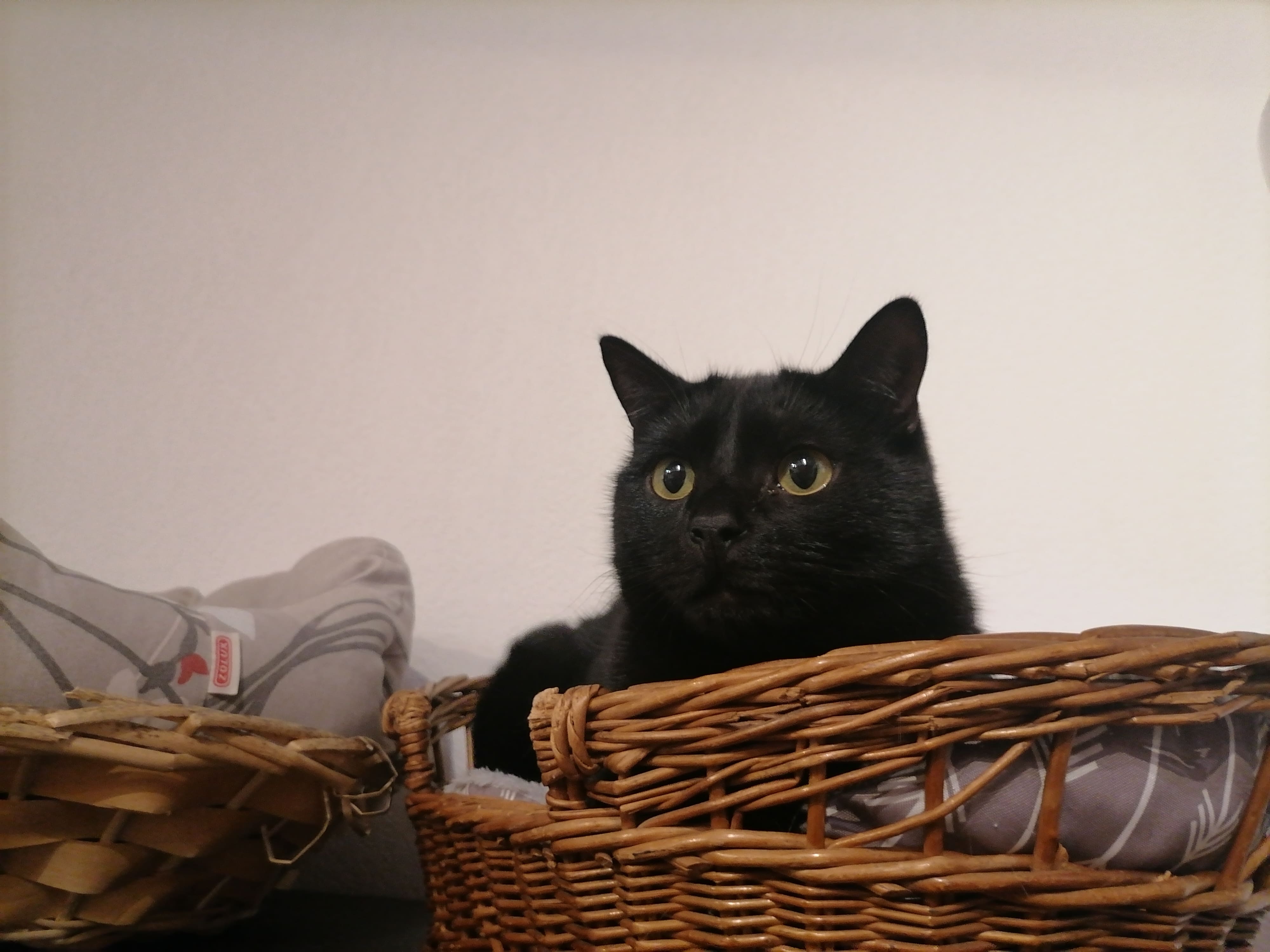 Rebelle, splendide chat mâle noir