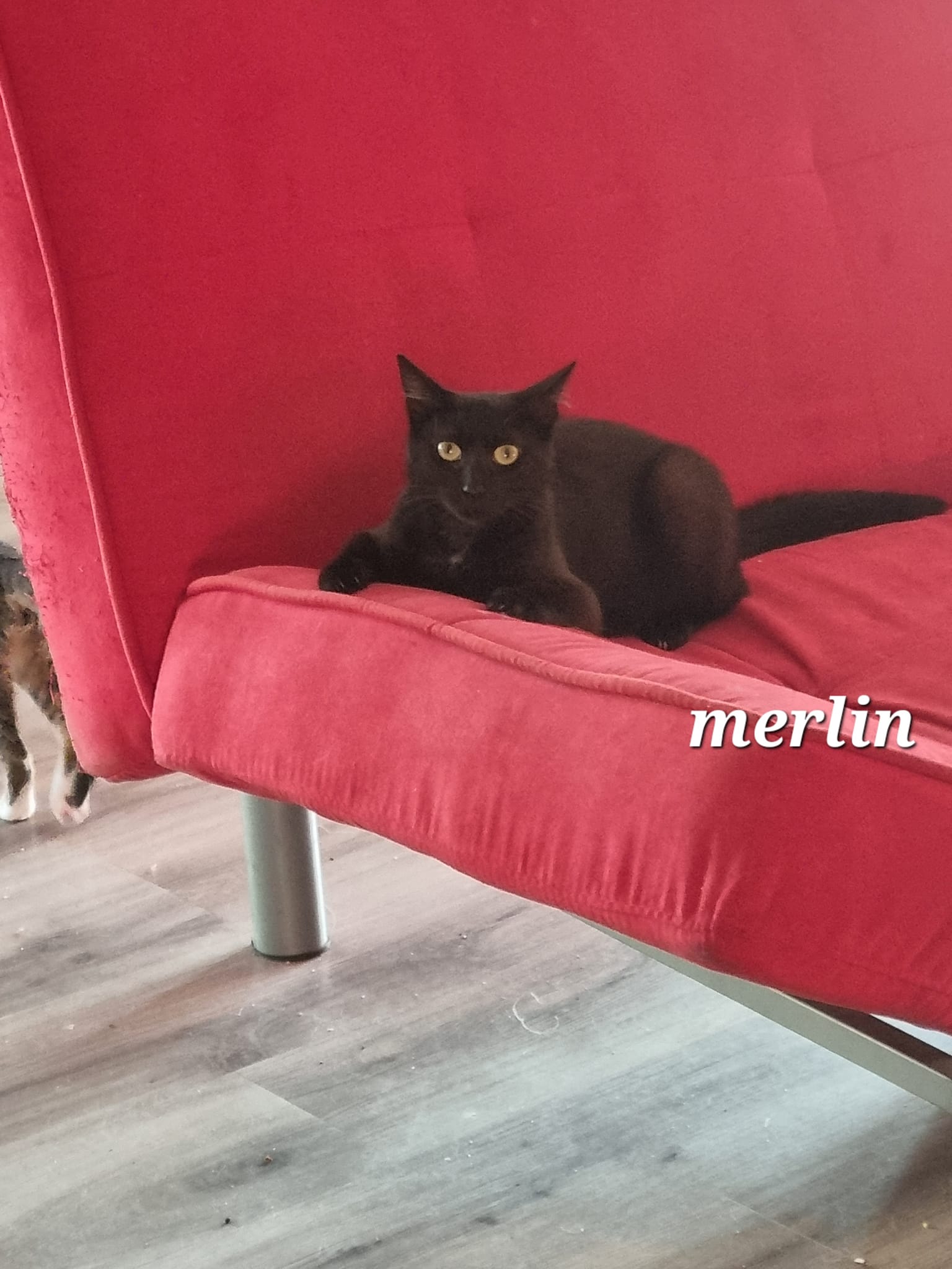 Merlin (Réservé)