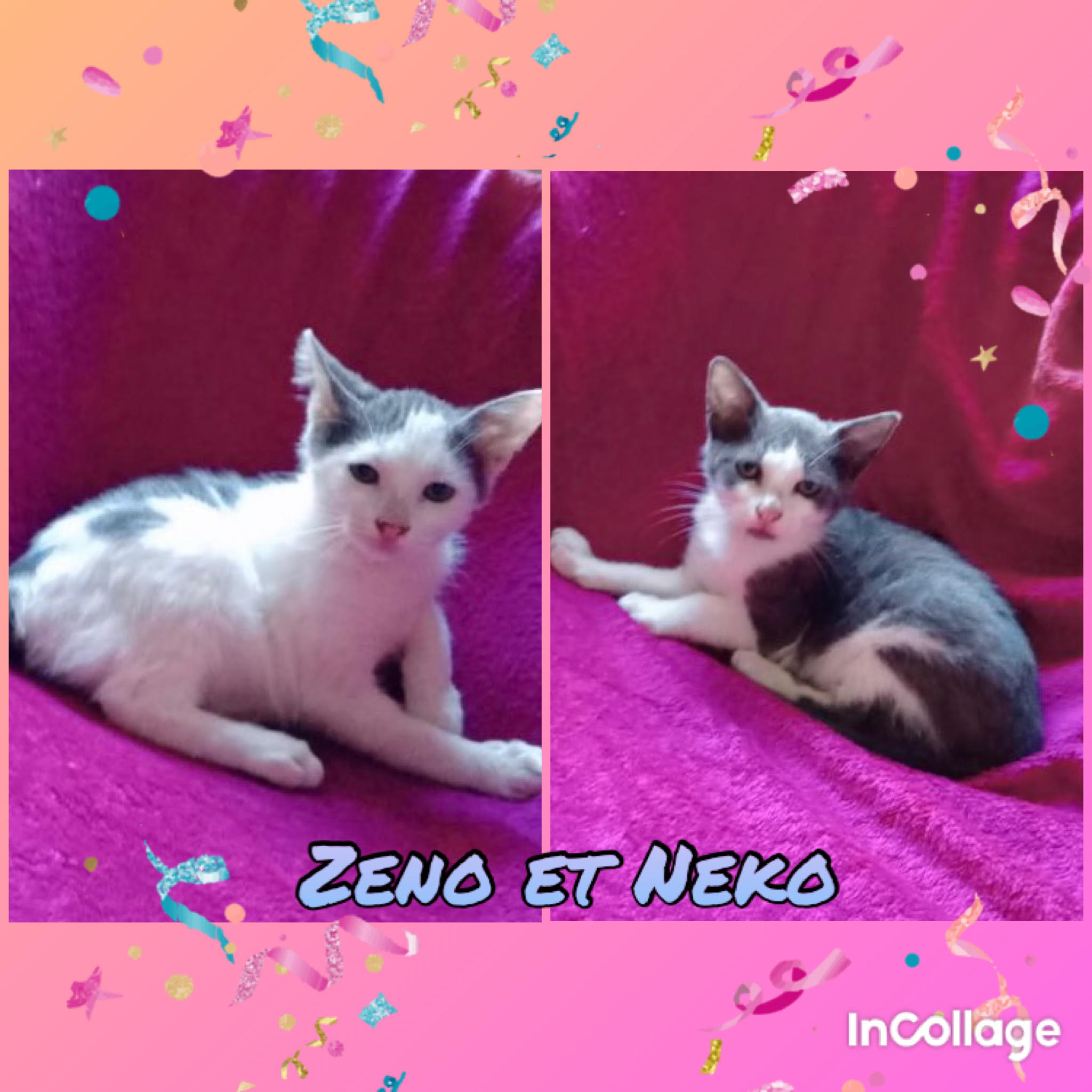 Neko et Zeno