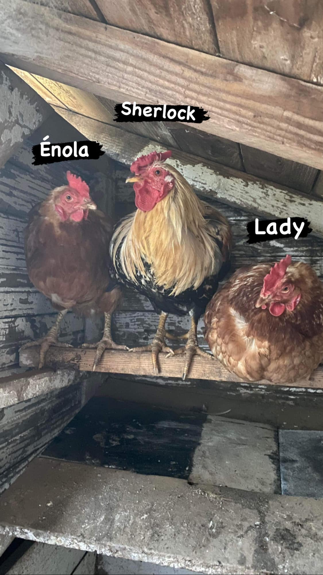 Sherlock, Lady et Enola