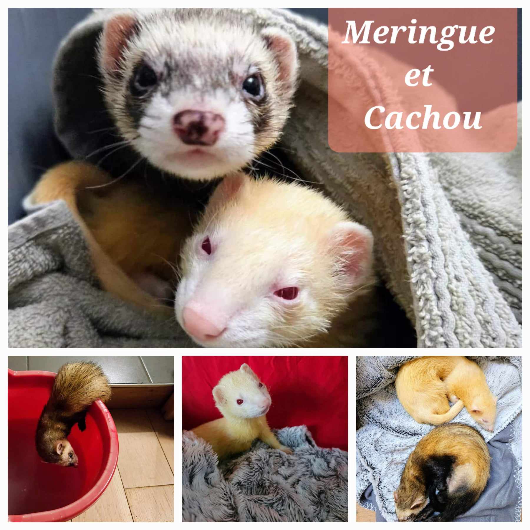 Meringue (albinos, 2 ans estimé) et Cachou (zibeline, 1 an estimé)