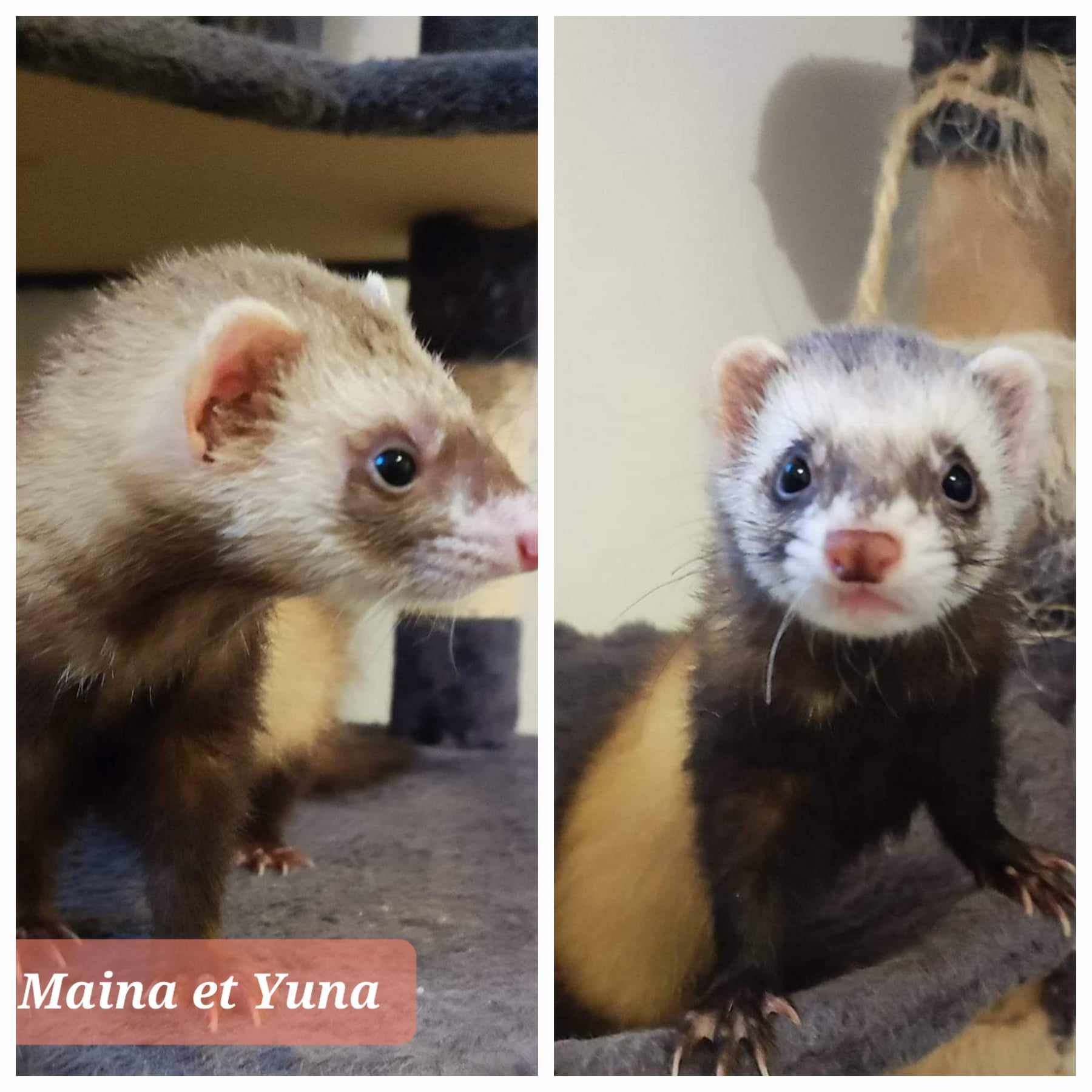 Yuna et Maïna (chocolatée), âgées de 7 mois (estimation)