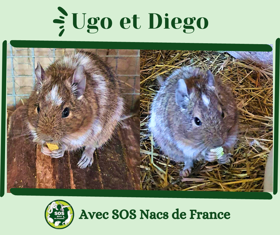 Diego et Ugo