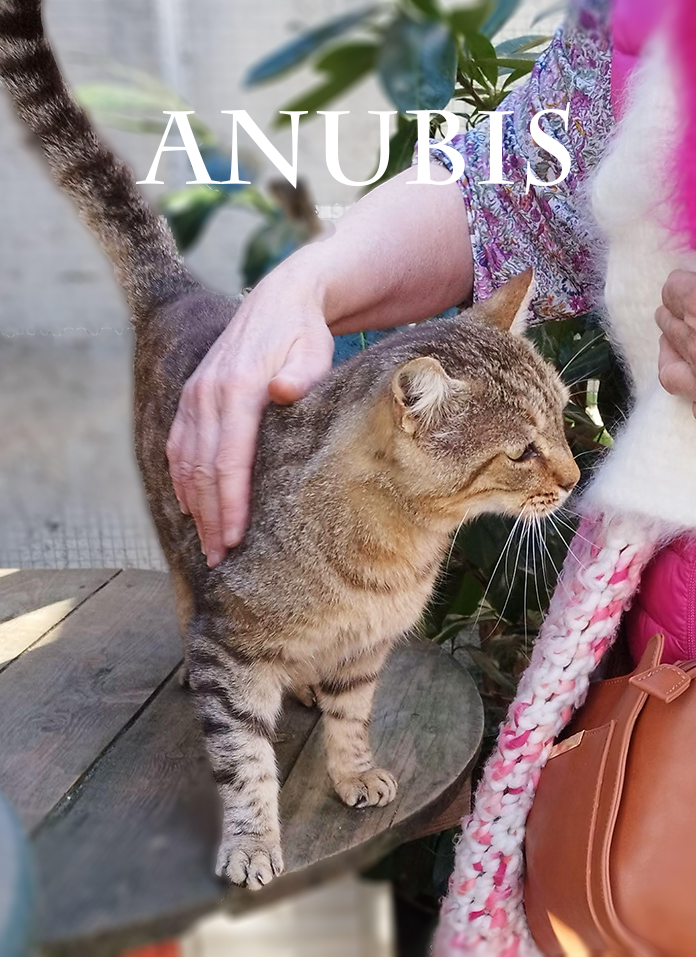 ANUBIS chat à genoux