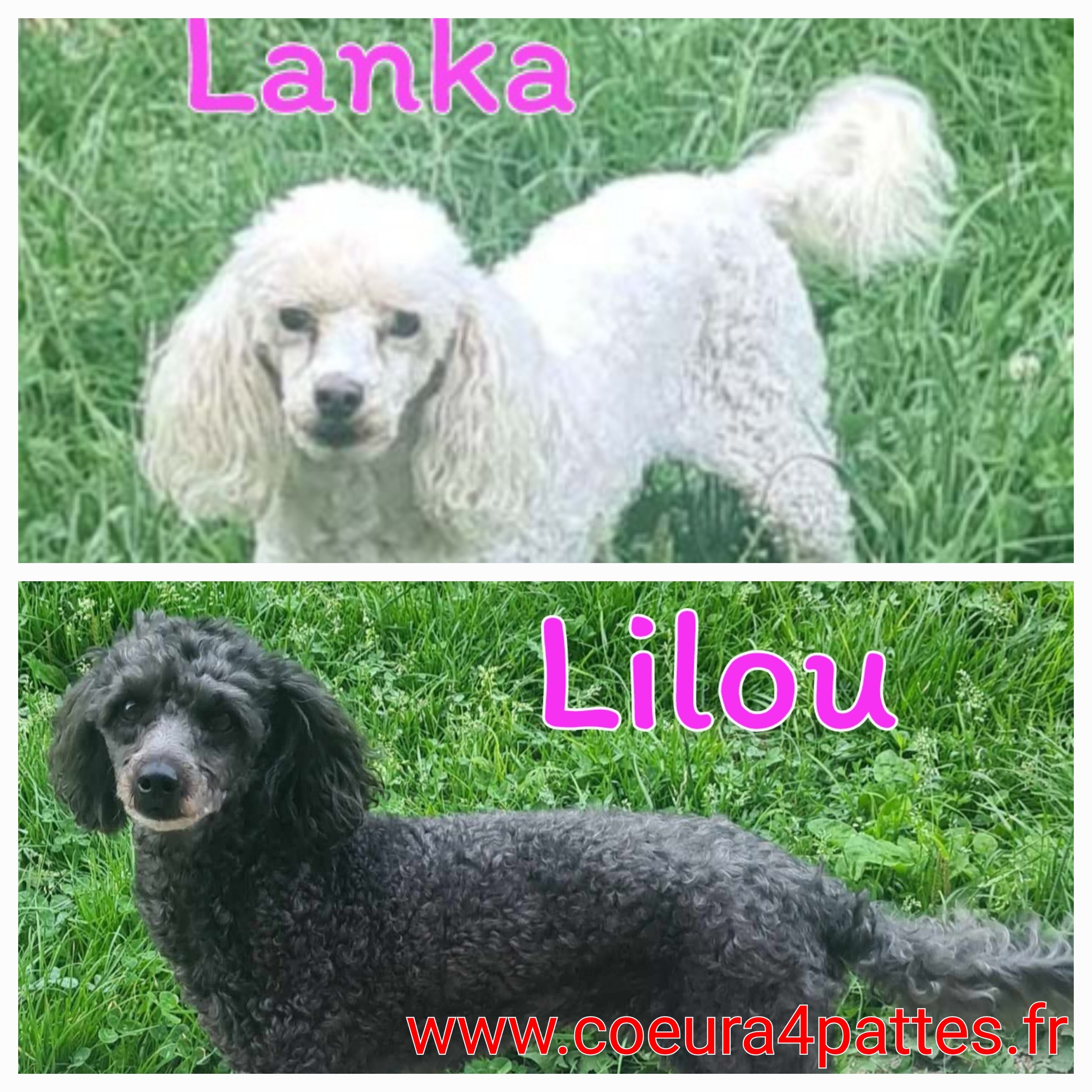 Lilou et Lanka
