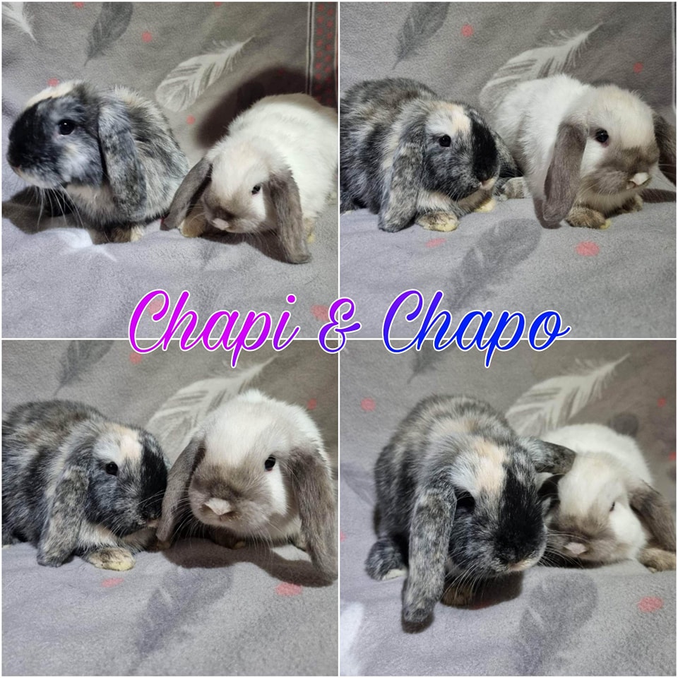 Chapi et Chapo