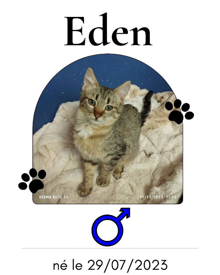 Adoption de Eden: Moyen chat européen, région Auvergne-Rhône-Alpes