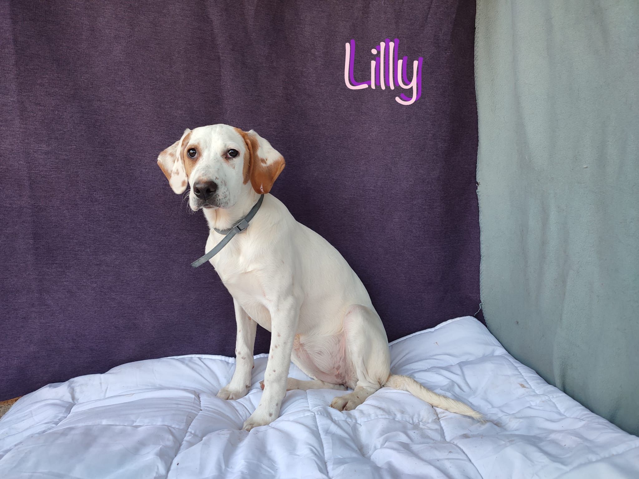 LILLY (Union)