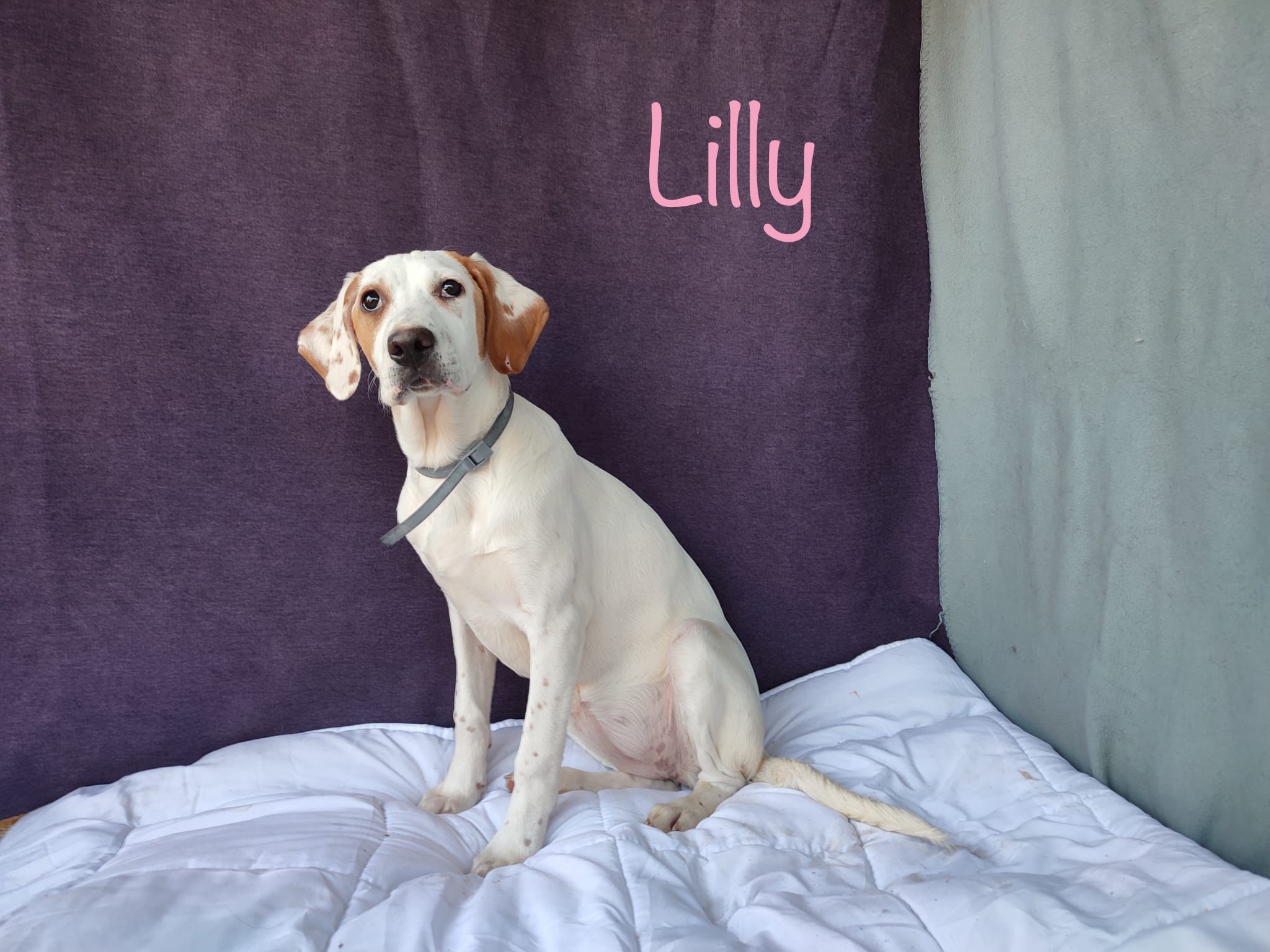 LILLY (Union Animal)