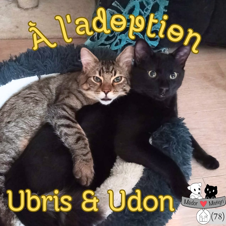 UBRIS et UDON