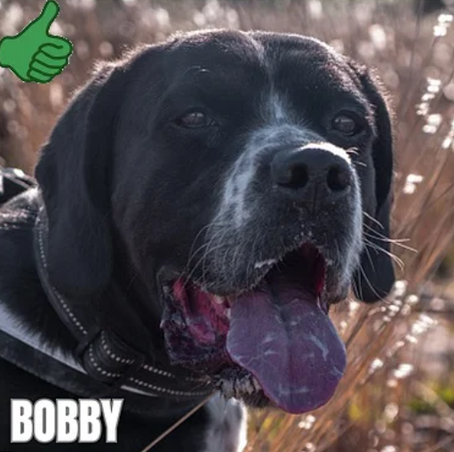 BOBBY - URGENCE