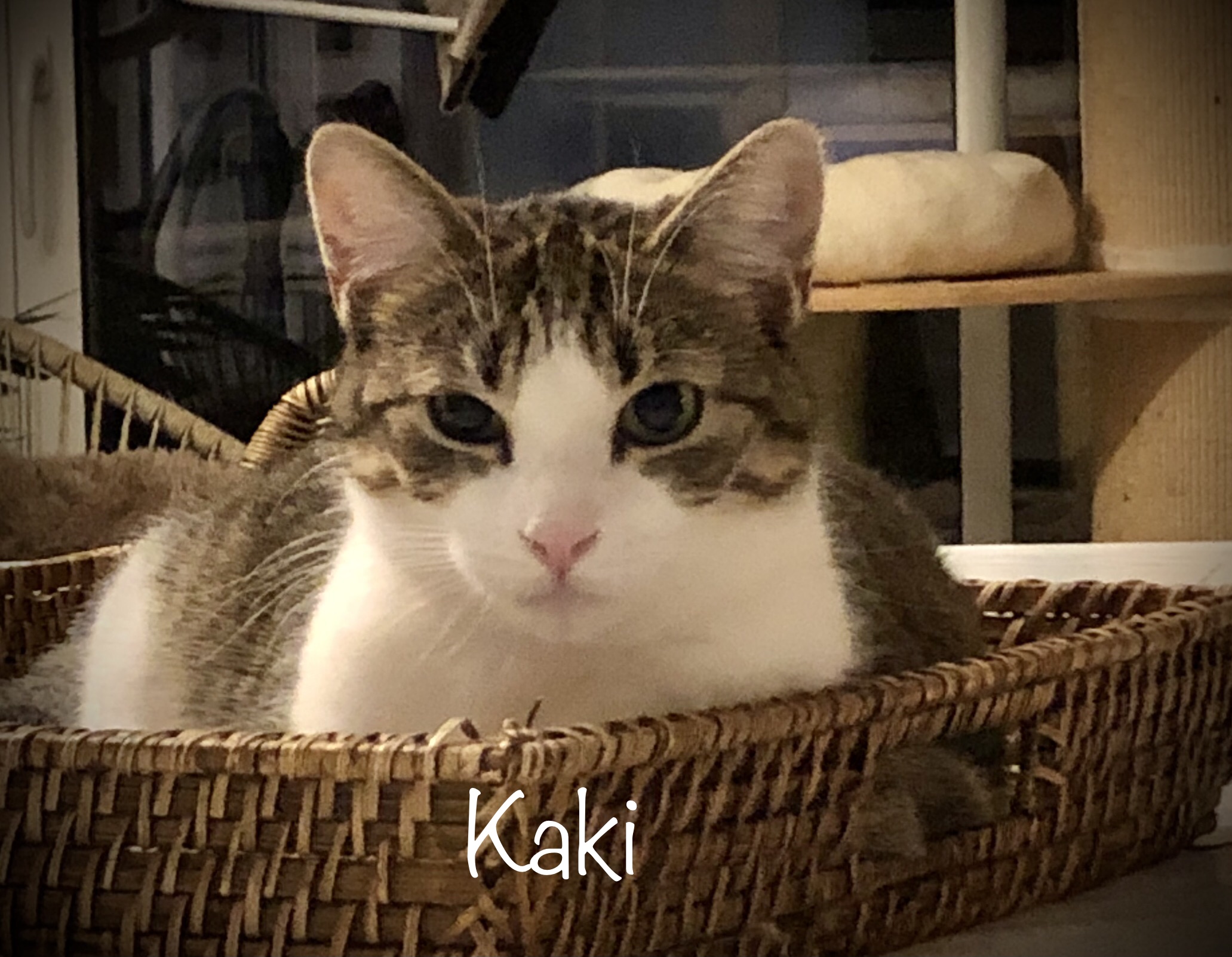 Kaki (mâle) et Kiwi (femelle)