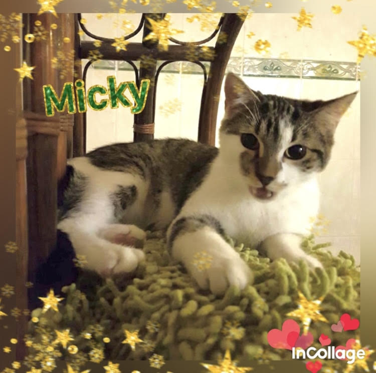 Micky, 9 mois
