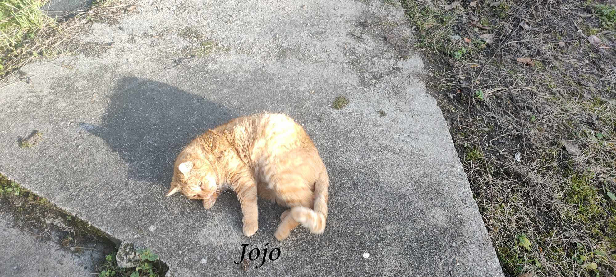 Jojo