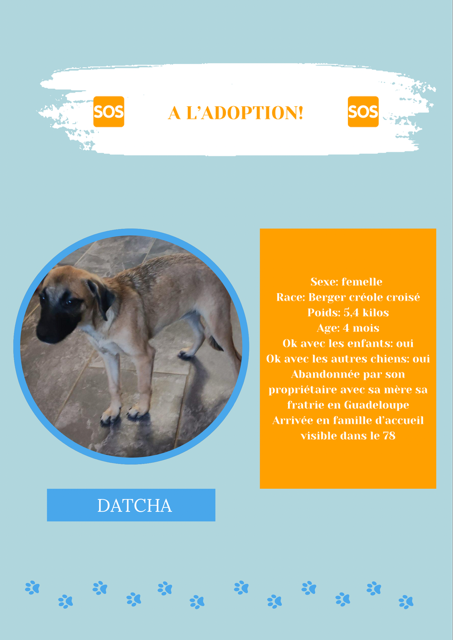 DATCHA : urgence adoption